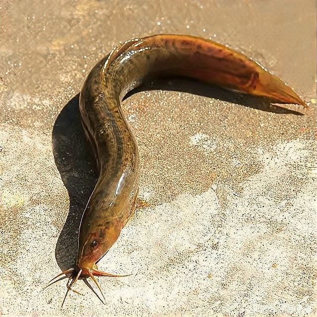 金龍魚多大開始喂泥鰍：金龍魚吃泥鰍的最佳頻率是多少？ 金龍魚多大開始喂泥鰍：金龍魚吃泥鰍的最佳頻率是多少？ 龍魚百科 第7張