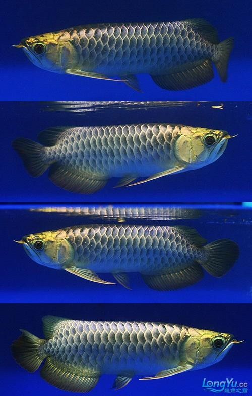 藍底金龍魚價格：古典藍底過背金龍