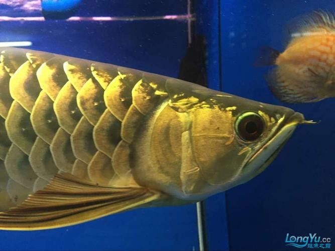 金龍魚公母區別圖：金龍魚公母區別的詳細特征 金龍魚公母區別圖：金龍魚公母區別的詳細特征 龍魚百科 第25張