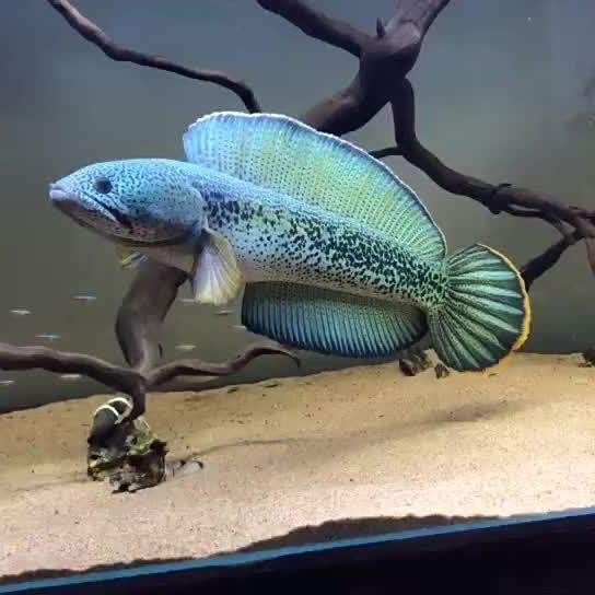 七彩雷龍魚繁殖期多久：七彩神仙魚多久繁殖一次 七彩雷龍魚繁殖期多久：七彩神仙魚多久繁殖一次 龍魚百科 第3張