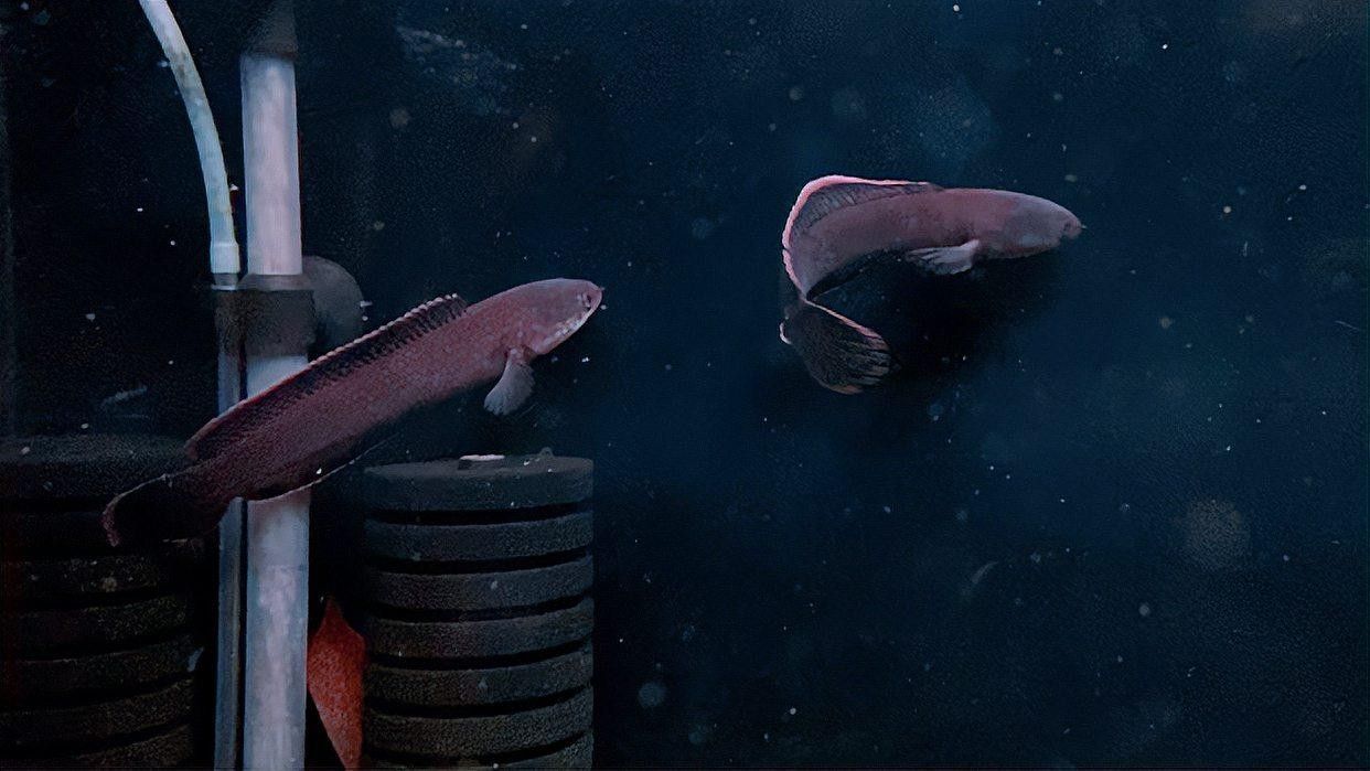 如何區(qū)分火背雷龍魚的公母？：如何分辨火背雷龍魚小中大尺寸的公母
