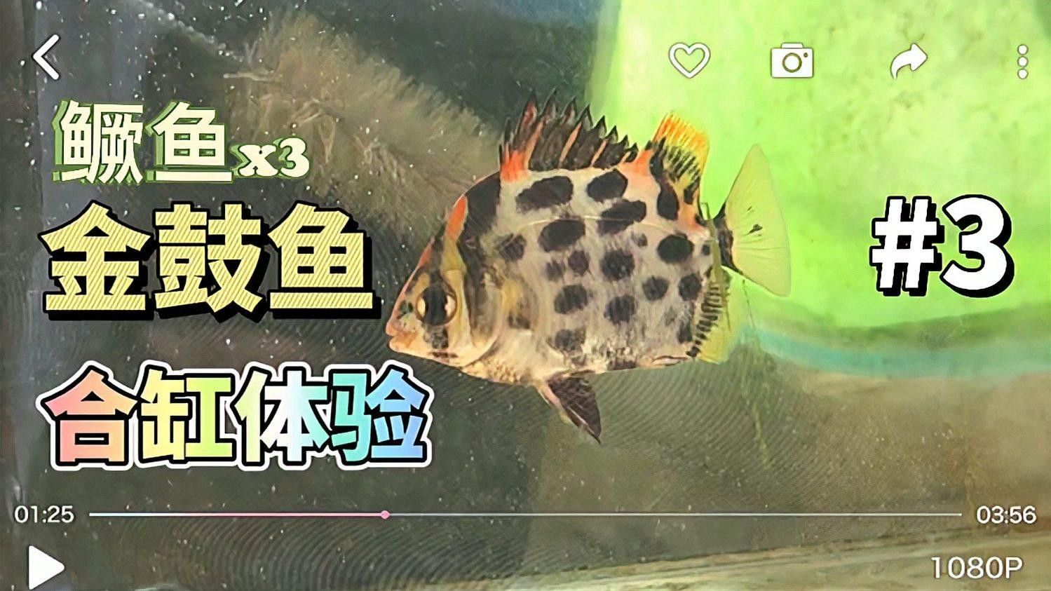 非洲金鼓魚混養龍魚有哪些成功案例：金鼓魚與龍魚混養的成功案例