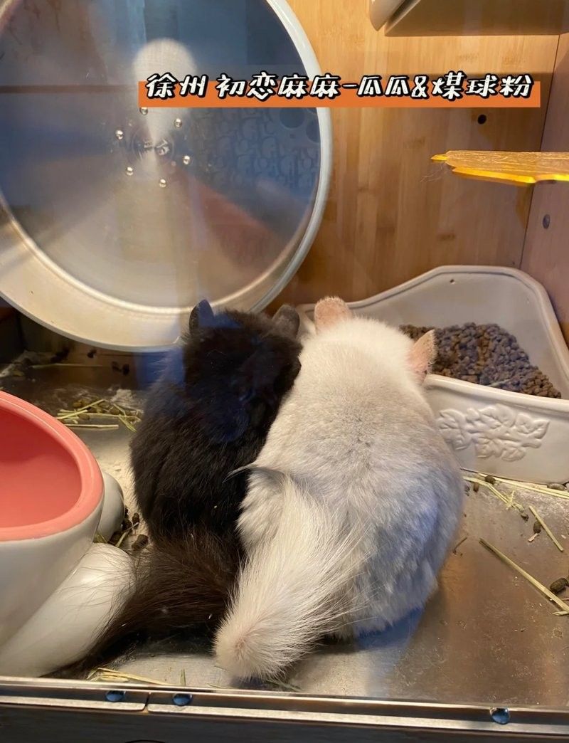 龍貓放風(fēng)多久合適？：龍貓放風(fēng)的時間建議控制在每次20-30分鐘