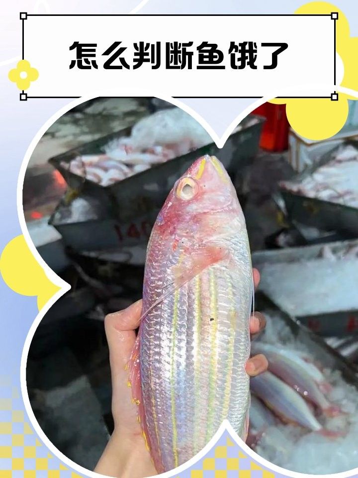 如何判斷雷龍魚是否饑餓：雷龍魚多久不喂會(huì)餓死少女覺(jué)醒中