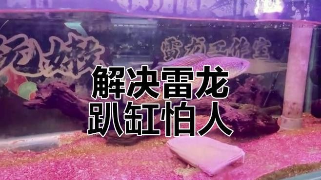 如何判斷雷龍魚是否饑餓：雷龍魚多久不喂會(huì)餓死少女覺(jué)醒中