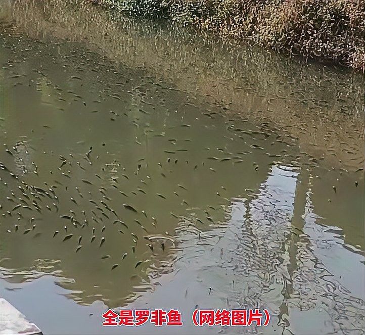 龍魚在河流中的天敵有哪些：龍魚作為史前存活至今的古老魚類 龍魚在河流中的天敵有哪些：龍魚作為史前存活至今的古老魚類 龍魚百科 第2張