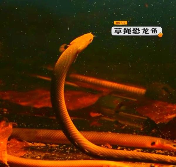 如何飼養草繩恐龍魚？：草繩恐龍魚:纖細又膽小的淡水生物 如何飼養草繩恐龍魚？：草繩恐龍魚:纖細又膽小的淡水生物 龍魚百科 第3張