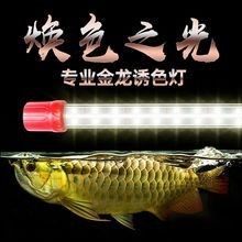 金龍魚缸燈有哪些類型：養龍魚燈光選擇全攻略 金龍魚缸燈有哪些類型：養龍魚燈光選擇全攻略 龍魚百科 第12張