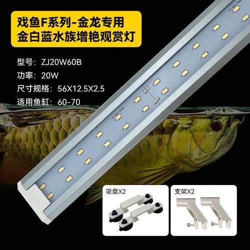 金龍魚缸燈有哪些類型：養龍魚燈光選擇全攻略 金龍魚缸燈有哪些類型：養龍魚燈光選擇全攻略 龍魚百科 第6張