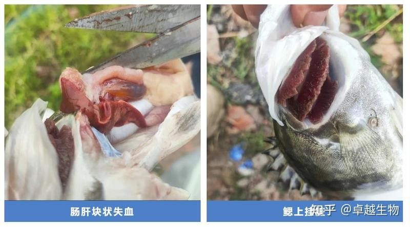 紅龍魚缺氧時如何急救：紅龍魚缺氧時的急救需結合快速增氧、環境調整和后續護理