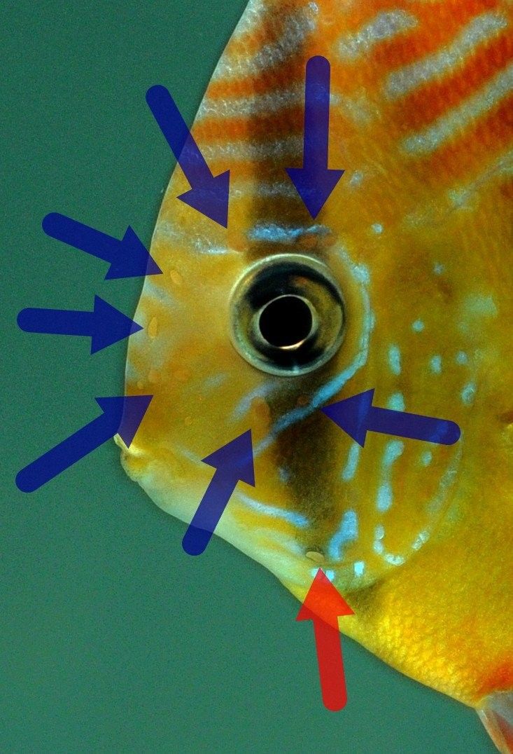 龍魚頭洞病復發率高嗎？：龍魚頭洞病復發率與治療徹底性高度相關 龍魚頭洞病復發率高嗎？：龍魚頭洞病復發率與治療徹底性高度相關 龍魚百科 第3張