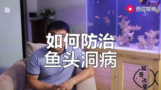龍魚頭洞病復發率高嗎？：龍魚頭洞病復發率與治療徹底性高度相關 龍魚頭洞病復發率高嗎？：龍魚頭洞病復發率與治療徹底性高度相關 龍魚百科 第1張
