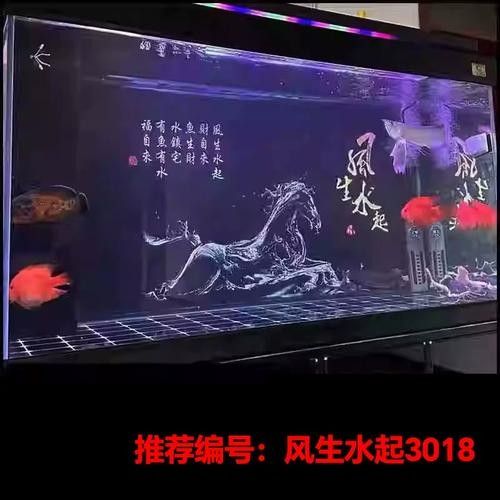 紅龍魚缸背景圖推薦：紅龍魚在透缸中展現的自然光效果尤為驚艷