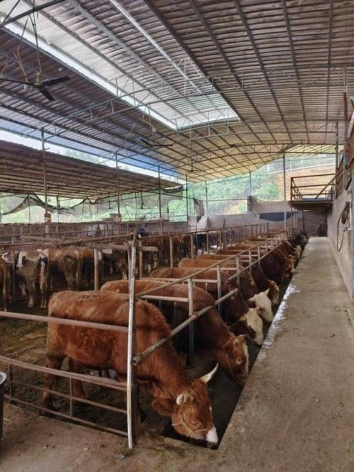 如何聯系這些養殖場：j平度市崔家集鎮大明養殖場聯系電話郵箱網址地址公示