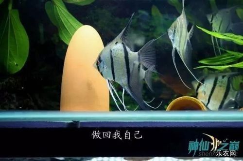 如何預(yù)防紅龍魚眼睛疾病？：養(yǎng)紅龍魚怎么養(yǎng)龍魚掉眼的原因有哪些應(yīng)該怎么規(guī)避 如何預(yù)防紅龍魚眼睛疾病？：養(yǎng)紅龍魚怎么養(yǎng)龍魚掉眼的原因有哪些應(yīng)該怎么規(guī)避 龍魚百科 第5張
