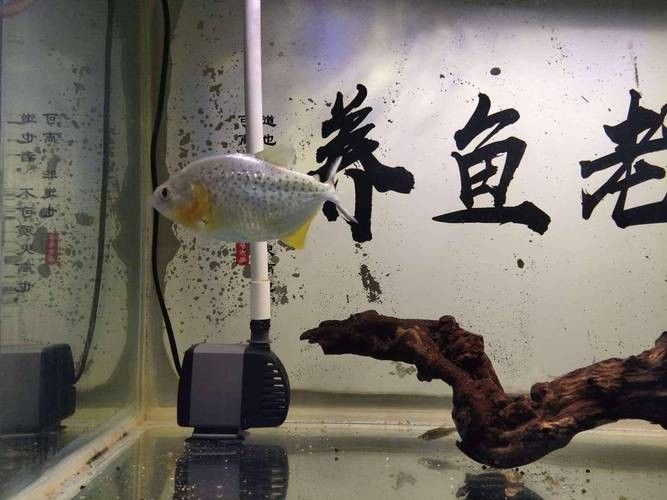 如何預(yù)防紅龍魚眼睛疾病？：養(yǎng)紅龍魚怎么養(yǎng)龍魚掉眼的原因有哪些應(yīng)該怎么規(guī)避 如何預(yù)防紅龍魚眼睛疾病？：養(yǎng)紅龍魚怎么養(yǎng)龍魚掉眼的原因有哪些應(yīng)該怎么規(guī)避 龍魚百科 第4張