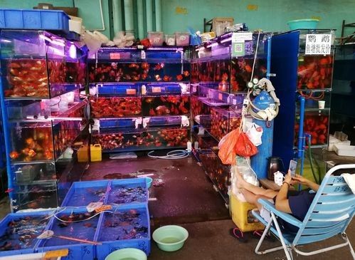 廣州龍魚市場哪家信譽最好？：關于廣州龍魚市場的問題 廣州龍魚市場哪家信譽最好？：關于廣州龍魚市場的問題 龍魚百科 第6張