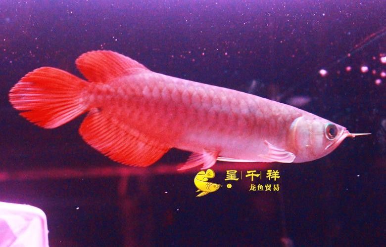 廣州龍魚市場哪家信譽最好？：關于廣州龍魚市場的問題 廣州龍魚市場哪家信譽最好？：關于廣州龍魚市場的問題 龍魚百科 第10張