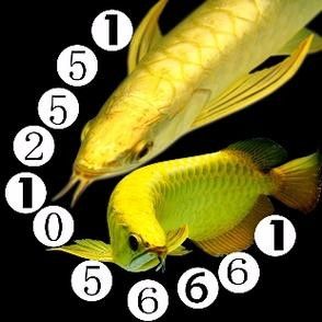廣州龍魚市場哪家信譽最好？：關于廣州龍魚市場的問題 廣州龍魚市場哪家信譽最好？：關于廣州龍魚市場的問題 龍魚百科 第7張