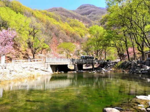 泰山哪個水族館龍魚好？祥龍魚場龍魚：泰山地區的水族館中，祥龍魚場聊城分店展示龍魚的優質選擇