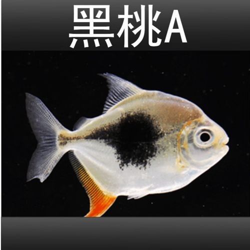 如何預(yù)防銀板魚攻擊龍魚？：如何判斷銀板魚和龍魚的最佳比例是多少？