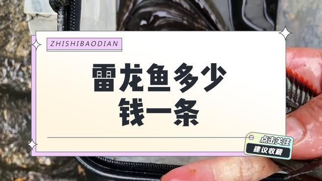 藍雷龍魚的價格是多少？：藍雷龍魚價格多少錢一只雷龍魚多少錢一只景途漫游者