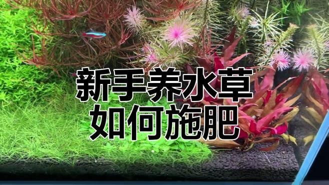 過背金龍魚缸水草需要哪些肥料：水草肥料怎么加氮磷鉀全解析 過背金龍魚缸水草需要哪些肥料：水草肥料怎么加氮磷鉀全解析 龍魚百科 第1張