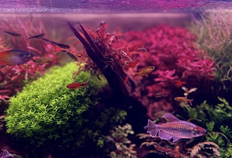 過背金龍魚缸水草需要哪些肥料：水草肥料怎么加氮磷鉀全解析 過背金龍魚缸水草需要哪些肥料：水草肥料怎么加氮磷鉀全解析 龍魚百科 第4張