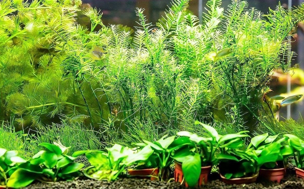過背金龍魚缸水草需要哪些肥料：水草肥料怎么加氮磷鉀全解析 過背金龍魚缸水草需要哪些肥料：水草肥料怎么加氮磷鉀全解析 龍魚百科 第6張
