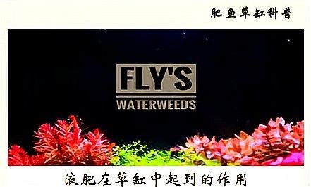 過背金龍魚缸水草需要哪些肥料：水草肥料怎么加氮磷鉀全解析 過背金龍魚缸水草需要哪些肥料：水草肥料怎么加氮磷鉀全解析 龍魚百科 第5張