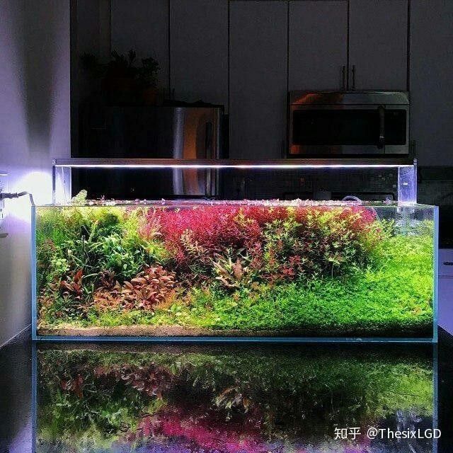 過背金龍魚缸水草需要哪些肥料：水草肥料怎么加氮磷鉀全解析 過背金龍魚缸水草需要哪些肥料：水草肥料怎么加氮磷鉀全解析 龍魚百科 第7張