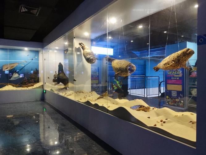 許昌縣哪個水族館龍魚好？祥龍魚場龍魚：廣州龍魚祥龍魚場