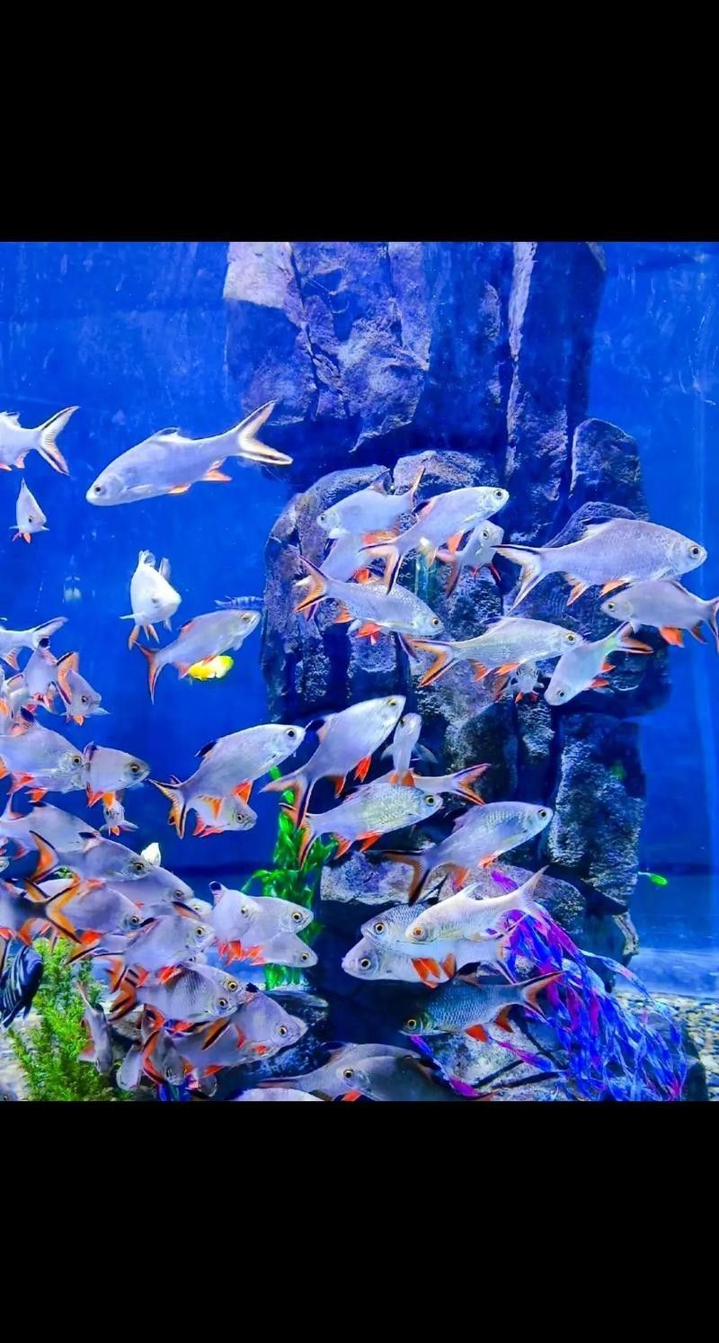 許昌縣哪個水族館龍魚好？祥龍魚場龍魚：廣州龍魚祥龍魚場