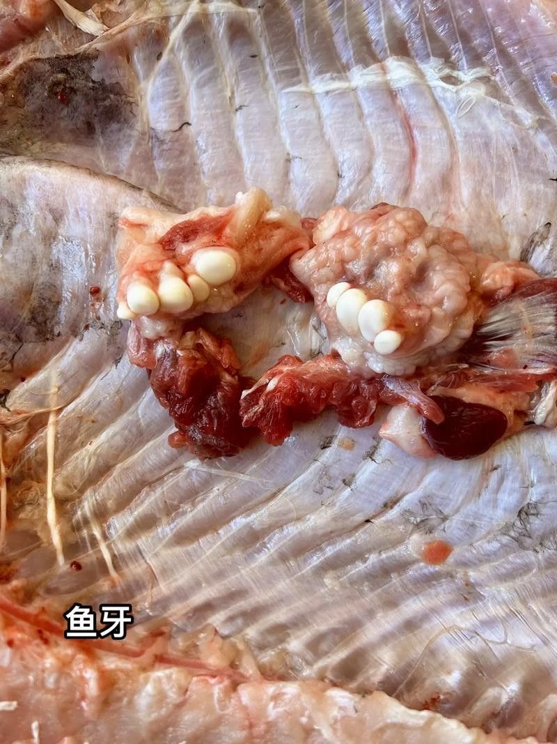 金龍魚牙齒的圖片：男子2萬買的“啞巴”金龍魚掰開嘴巴發現驚喜,店老板氣暈花花