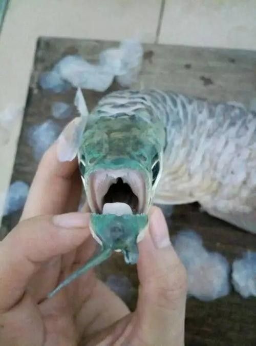 金龍魚牙齒的圖片：男子2萬買的“啞巴”金龍魚掰開嘴巴發現驚喜,店老板氣暈花花