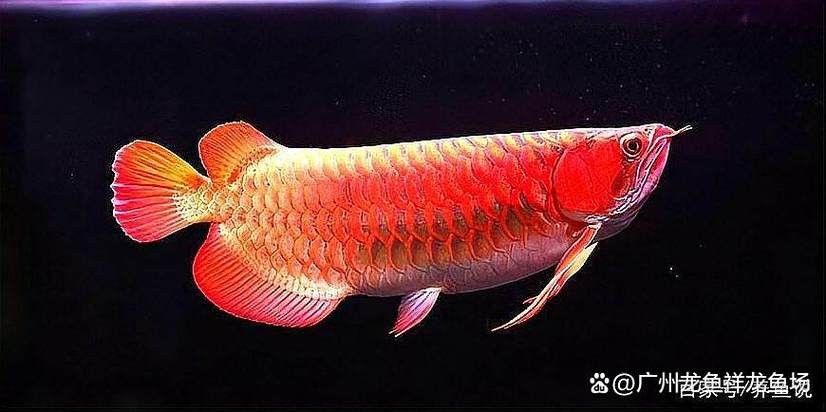 有哪些品種的小紅龍魚圖片？： 有哪些品種的小紅龍魚圖片？：\