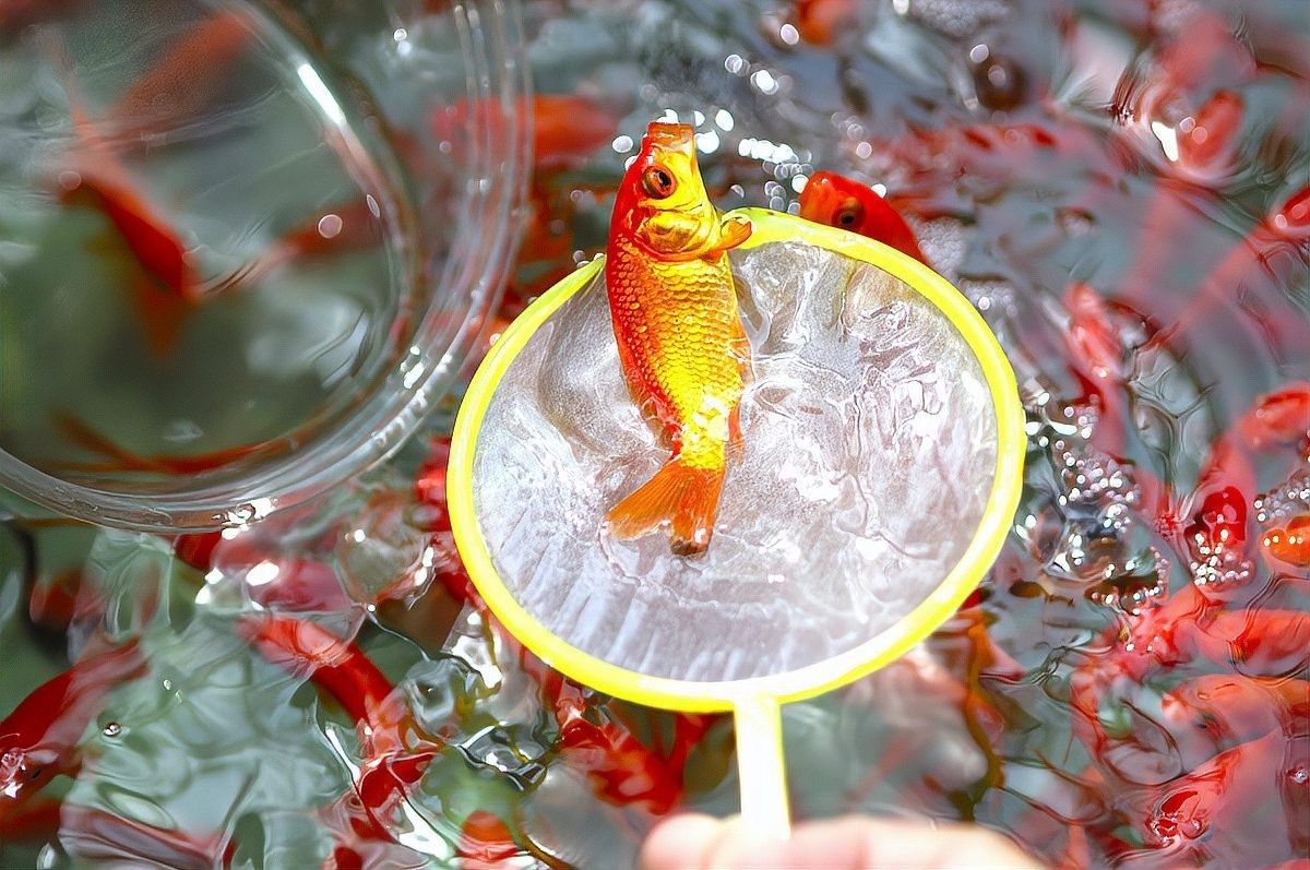 如何預(yù)防金龍魚尾巴長(zhǎng)紅點(diǎn)：老農(nóng)談三農(nóng)魚尾有紅血絲怎么回事老農(nóng)談三農(nóng)魚尾有紅血絲怎么回事