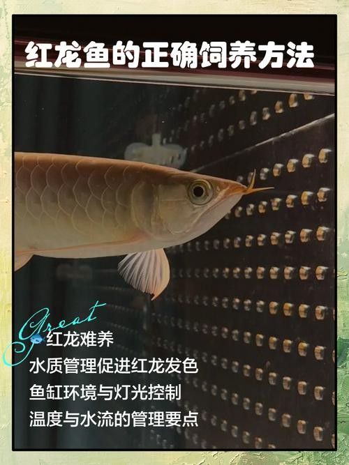 如何穩(wěn)定紅龍魚的水質(zhì)？：養(yǎng)紅龍魚發(fā)色出狀態(tài)攻略養(yǎng)紅龍魚發(fā)色出狀態(tài)攻略