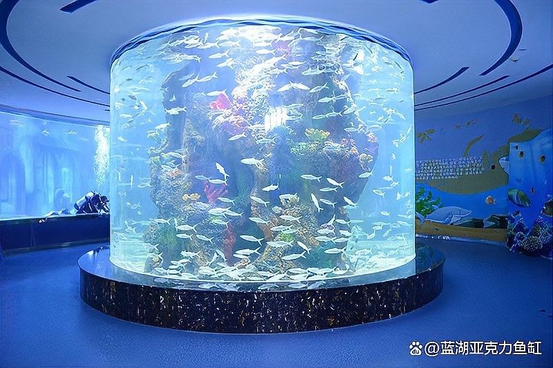 混養(yǎng)時(shí)，應(yīng)該選擇多大尺寸的魚缸：twincamfx魚缸大小選擇全解析