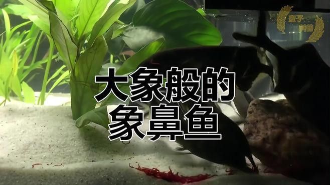象鼻魚和龍魚混養需要多大的電源？：象鼻魚和龍魚混養需要注意什么,