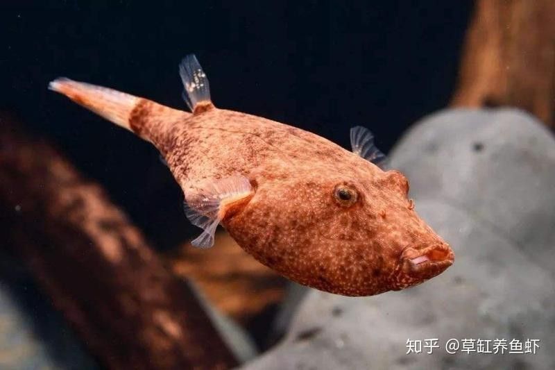 象鼻魚和龍魚混養需要多大的電源？：象鼻魚和龍魚混養需要注意什么,