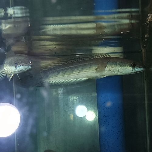 黑摩神雷龍魚的市場價格是多少：黑魔神雷龍魚市場價格