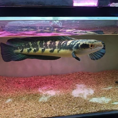 黑摩神雷龍魚的市場價格是多少：黑魔神雷龍魚市場價格