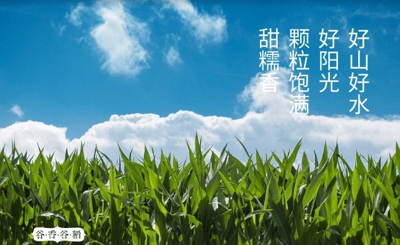 金龍魚標(biāo)簽設(shè)計(jì)有哪些風(fēng)格：金龍魚標(biāo)簽設(shè)計(jì)風(fēng)格根據(jù)品牌定位和產(chǎn)品線差異呈現(xiàn)多樣化特征 金龍魚標(biāo)簽設(shè)計(jì)有哪些風(fēng)格：金龍魚標(biāo)簽設(shè)計(jì)風(fēng)格根據(jù)品牌定位和產(chǎn)品線差異呈現(xiàn)多樣化特征 龍魚百科 第25張