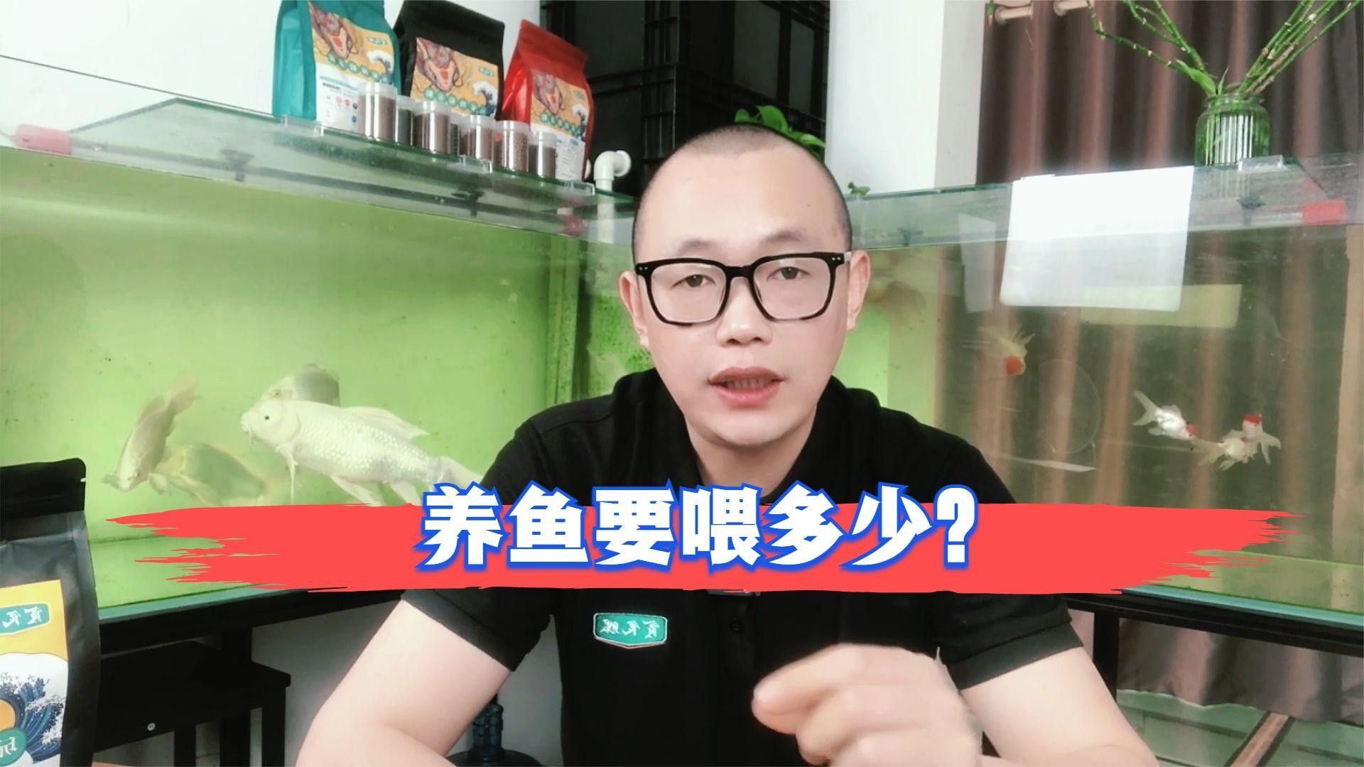 蝴蝶鯉一天喂多少合適：蝴蝶鯉喂食頻率和食量需根據魚體尺寸、季節及飼養環境綜合調整