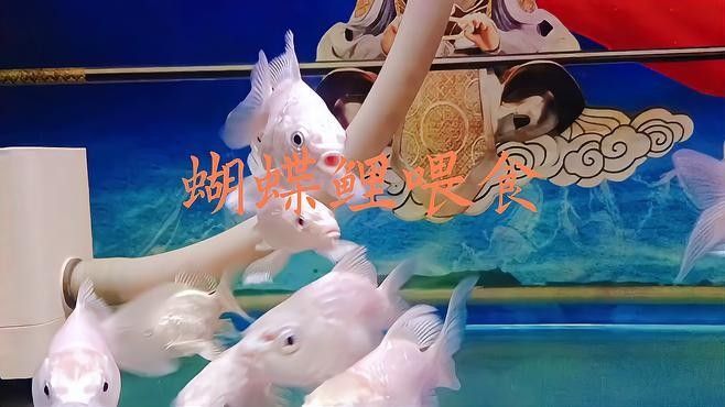 蝴蝶鯉一天喂多少合適：蝴蝶鯉喂食頻率和食量需根據魚體尺寸、季節及飼養環境綜合調整