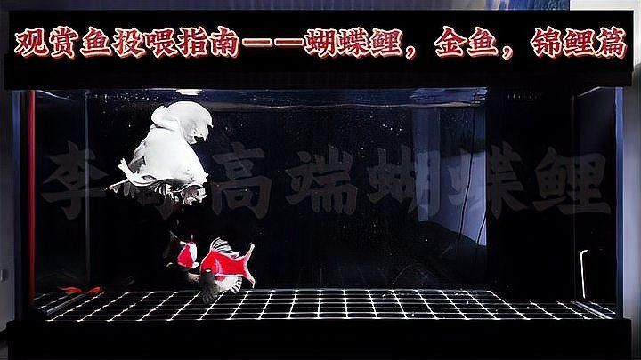 蝴蝶鯉一天喂多少合適：蝴蝶鯉喂食頻率和食量需根據魚體尺寸、季節及飼養環境綜合調整