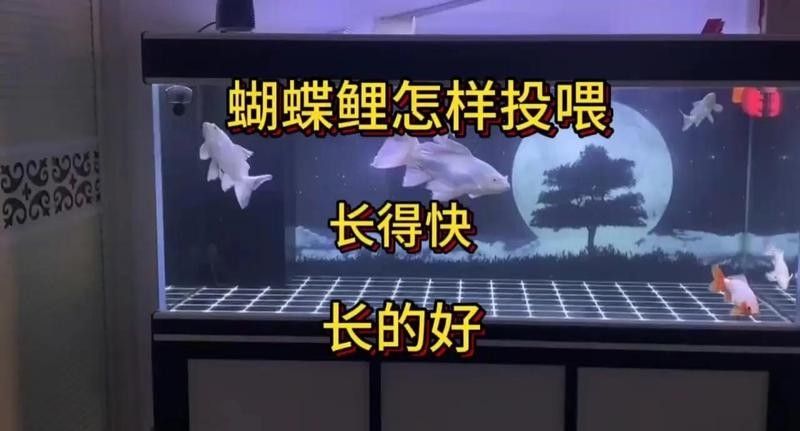 蝴蝶鯉一天喂多少合適：蝴蝶鯉喂食頻率和食量需根據魚體尺寸、季節及飼養環境綜合調整
