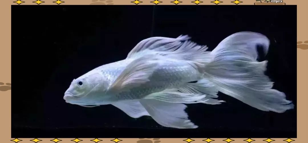 蝴蝶鯉一天喂多少合適：蝴蝶鯉喂食頻率和食量需根據魚體尺寸、季節及飼養環境綜合調整