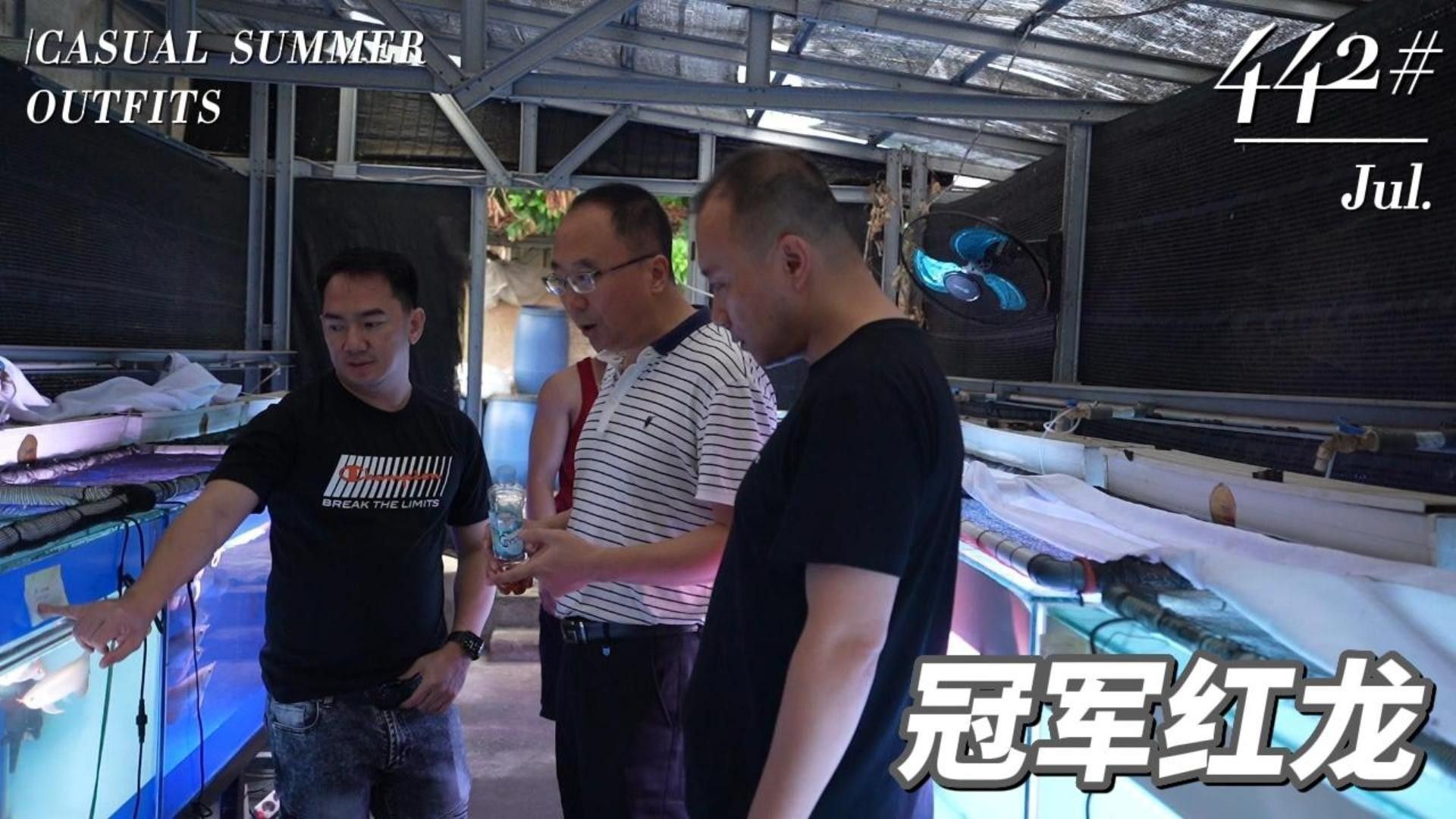 如何挑選高品質的印尼紅龍魚：如何挑選優質印尼紅龍魚